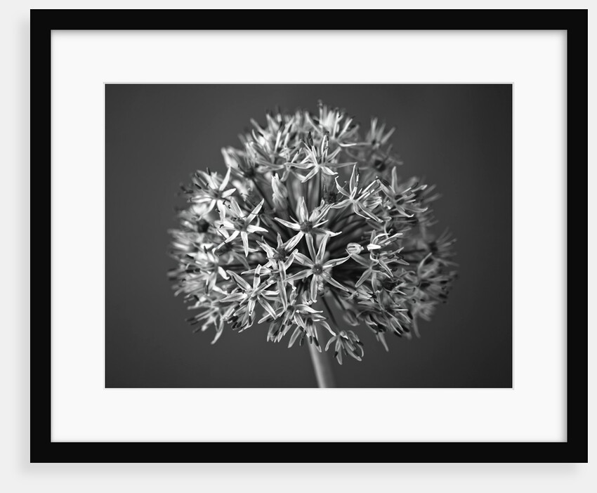 Allium flower by Assaf Frank